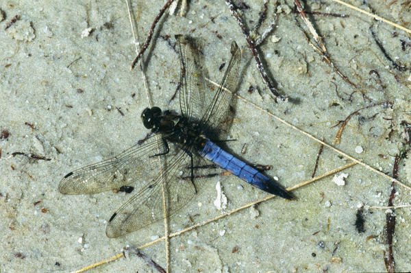 Großer Blaupfeil, Männchen Großer Blaupfeil, Männchen, Oldenurger Land