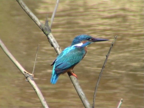 Eisvogel Eisvogel, Oldenurger Land
