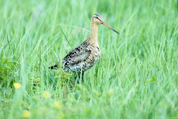 Uferschnepfe Uferschnepfe, Oldenurger Land