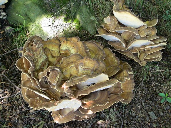 Riesenporling, Oldenurger Land