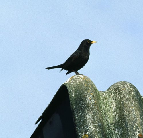 Amsel Amsel, Oldenurger Land