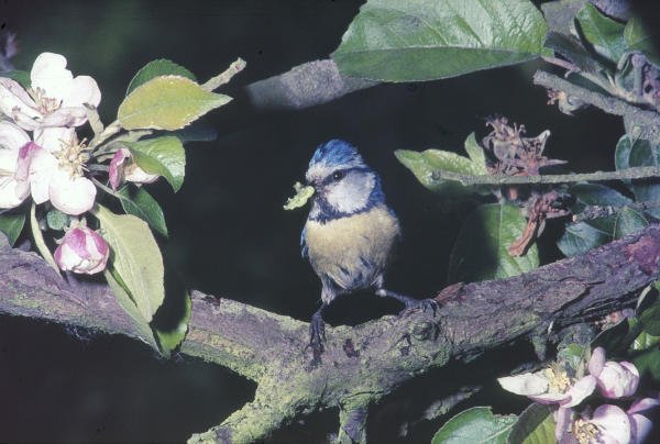 Blaumeise Blaumeise, Oldenurger Land