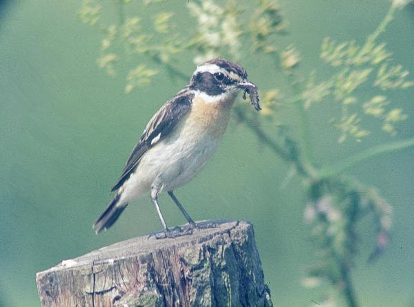 Braunkehlchen Braunkehlchen, Oldenurger Land