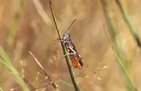 Buntbäuchiger Grashüpfer, Männchen Buntbäuchiger Grashüpfer, Oldenburger Land