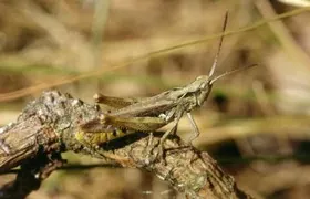 Verkannter Grashüpfer, Männchen Verkannt Grashüpfer, Heuschrecken, Oldenburg