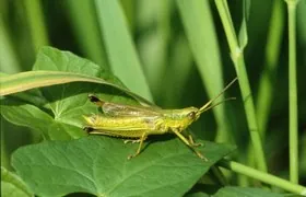 Große Goldschrecke, Männchen Große Goldschrecke, Oldenburger Land