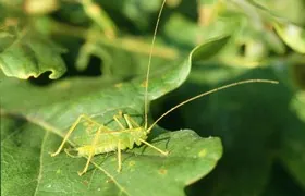 Gemeine Eichenschrecke, Männchen Heuschrecken, Oldenurger Land
