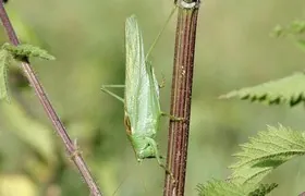 Großes Heupferd, Männchen Großes Heupferd, Heuschrecke, Oldenburger Land