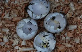 Ausgefressene Steinkauz-Eier Ausgefressene Steinkauz-Eier