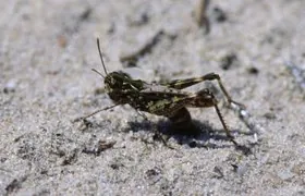 Gefleckte Keulenschrecke, Weibchen bei der Eiablage Gefl Keulenschrecke, Heuschrecken, Oldenburg