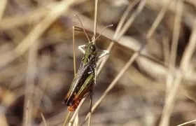 Gefleckte Keulenschrecke, Männchen Gefl Keulenschrecke, Heuschrecken, Oldenburg