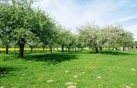 Großer Obstgarten (wird mit Schafen beweidet) Steinkauz, Oldenburg