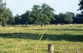 Wallheckenlandschaft und Viehweiden Steinkauz, Oldenburg
