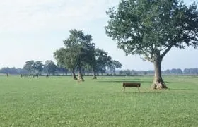 Knorrige Eichen in Pferdeweide Steinkauz, Oldenburg