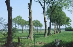Hoch ausgeastete Bäume erschweren die Röhrenanbringung Steinkauz, Oldenburg