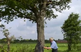 Steinkauz-Brutbaum wird hier mit Carbibol eingepinselt Steinkauz, Oldenburg