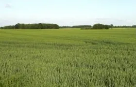 Intensive Landbewirtschaftung Steinkauz, Oldenburg