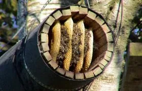 Bienenvolk in Steinkauzröhre Steinkauz, Oldenburg