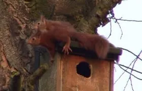 Eichhörnchen haben schon Junge in Steinkauz-Nistgeräten aufgezogen Steinkauz, Oldenburg