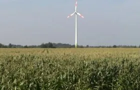 Der Maisanbau hat stark zugenommen Steinkauz, Oldenburg