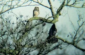 Rabenkrähe hat alten Steinkauz im Baum entdeckt Steinkauz, Oldenburg