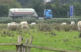 Gefahren drohen dem Steinkauz vom Straßenverkehr Steinkauz, Oldenburg