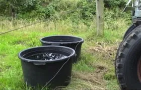 In offenen Wasserbehältern können junge Steinkäuze ertrinken Steinkauz, Oldenburg