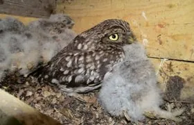 Steinkauz-Weibchen mit 7 etwa zwei Wochen alten Jungkäuzen im Kasten Steinkauz, Oldenburg