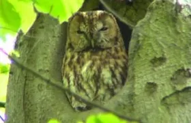 Vor dem Waldkauz muß sich der Steinkauz vorsehen Steinkauz, Oldenburg